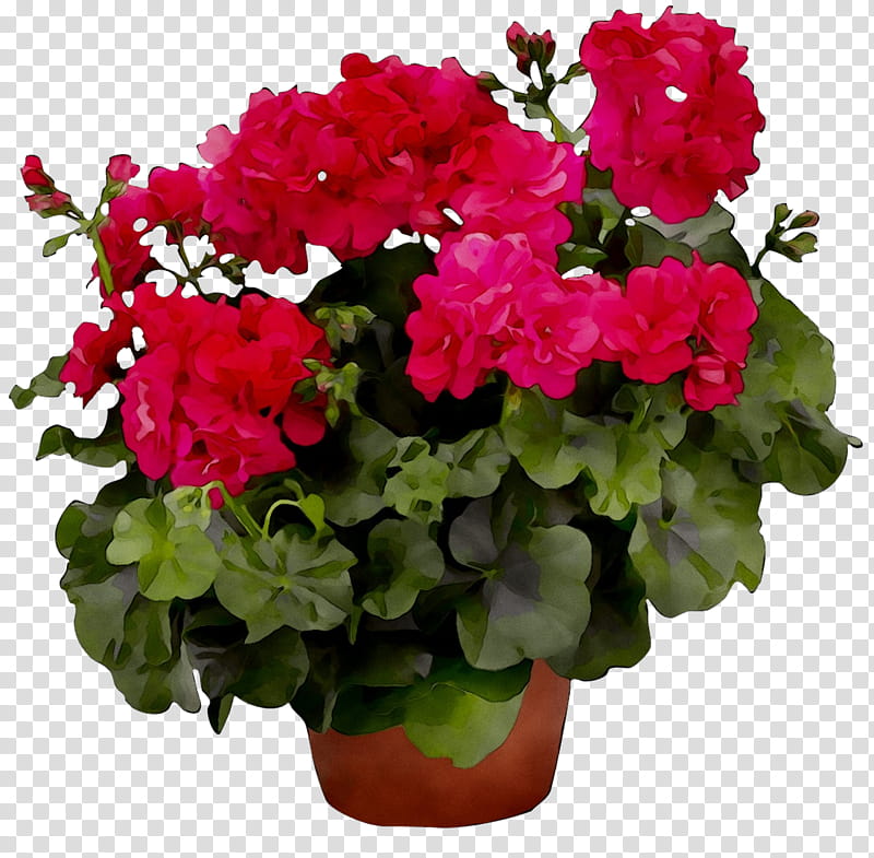 Pink Flower, Cranesbill, Geraniums, Houseplant, Annual Plant, Plants, Flowerpot, Propagule transparent background PNG clipart