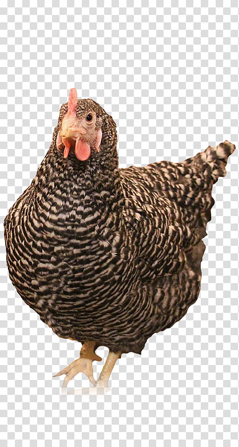 Turkey, Rooster, Chicken, Domestic Turkey, Beak, Feather, Domestication, Bird transparent background PNG clipart