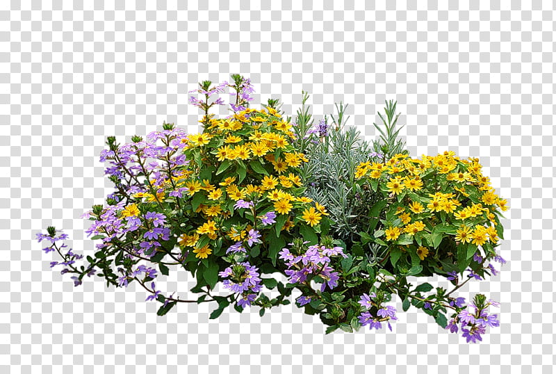 Family Tree, Shrub, Flower Garden, Plants, Rose, Bougainvillea, Flower Box, Leaf transparent background PNG clipart