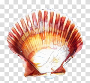 Scallop Shell PNG Transparent, Pretty Pattern Of Scallop Shells, Fan, Tank,  Sea Shell PNG Image For Free Download