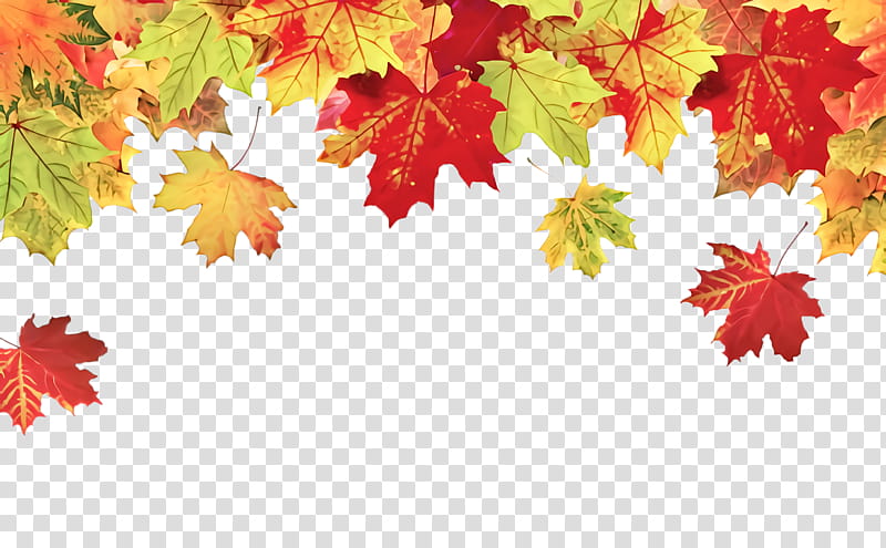 Maple leaf, Tree, Red, Yellow, Black Maple, Plant, Woody Plant, Autumn transparent background PNG clipart