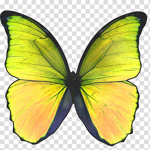 Mariposas, yellow and black monarch butterfly transparent background PNG clipart