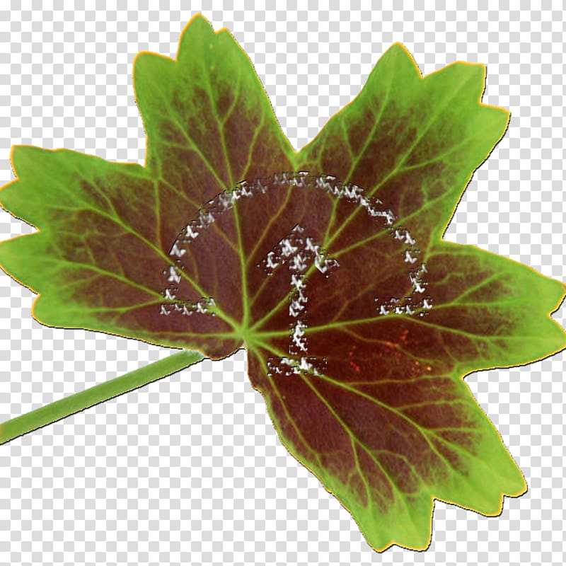Green Leaf, Geraniums, Plants, Shoot, Cranesbill, Flower transparent background PNG clipart
