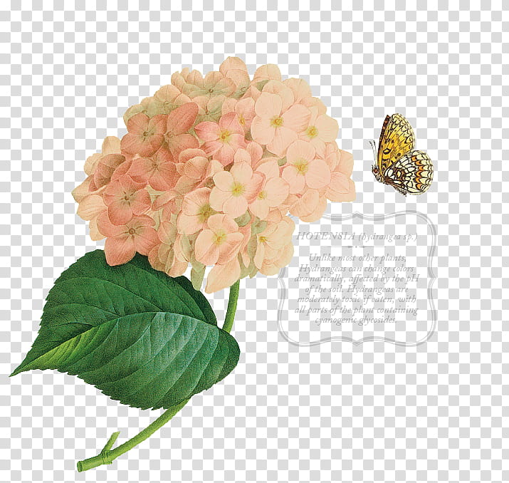 Pink Flower, French Hydrangea, Drawing, Petal, Plants, Hydrangeaceae, Cut Flowers, Cornales transparent background PNG clipart
