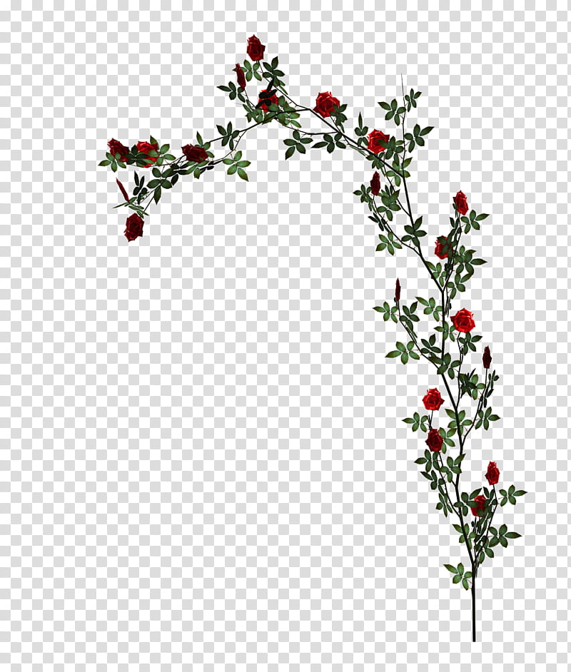 D Climbing Roses, red petaled flowers transparent background PNG clipart