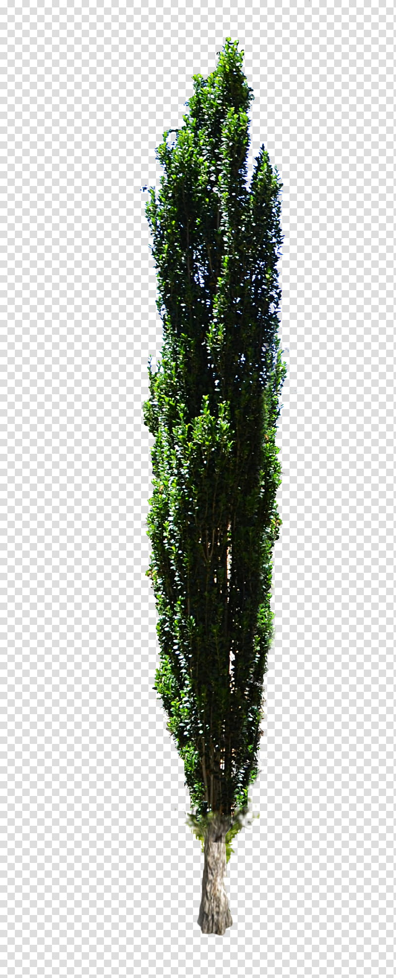 Cypress Tree Complete CutOut , green leafe tree transparent background PNG clipart
