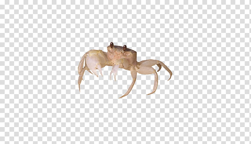brown crab illustration transparent background PNG clipart