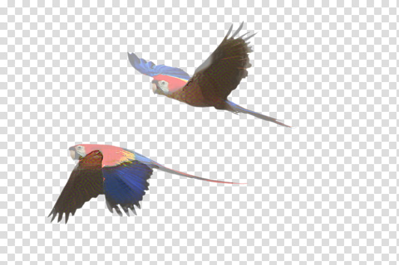 Bird Parrot, Macaw, Scarlet Macaw, Amazon Parrot, Beak, Cockatoo, Flock, Video transparent background PNG clipart