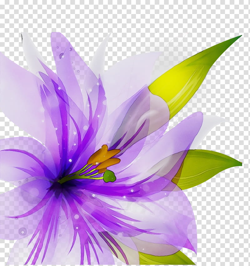 Purple Watercolor Flower, Watercolor Painting, Plants, Crocus Vernus, Drawing, Succulent Plant, Aquatic Plants, Petal transparent background PNG clipart