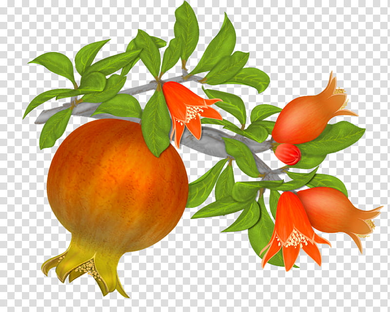 Pomegranates , orange pomegranate fruits illustration transparent background PNG clipart