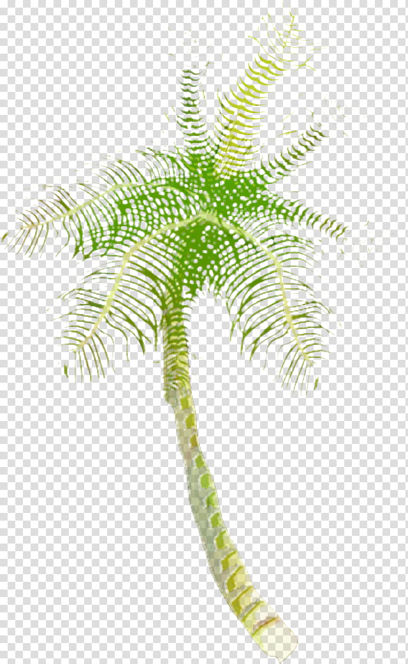 Coconut Tree, Date Palm, Plant Stem, Plants, Terrestrial Plant, Palm Tree, Vascular Plant, Fern transparent background PNG clipart