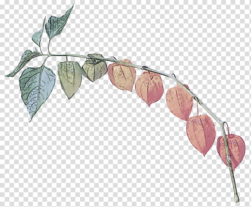 leaf plant flower branch flowering plant, Anthurium, Twig, Peruvian Groundcherry transparent background PNG clipart