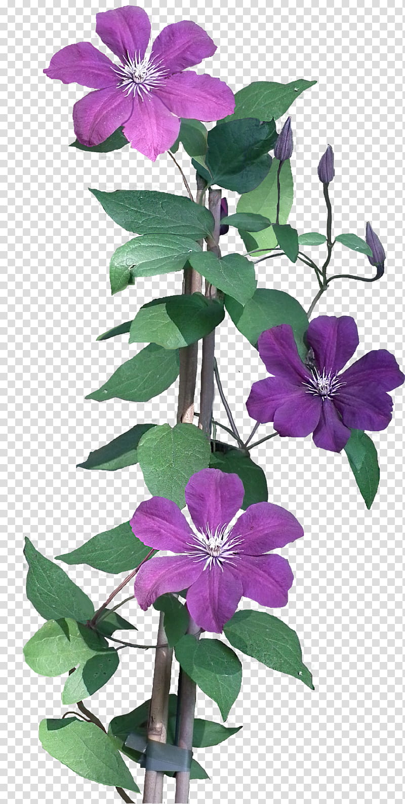 Flowers, purple petaled flowers in bloom transparent background PNG clipart
