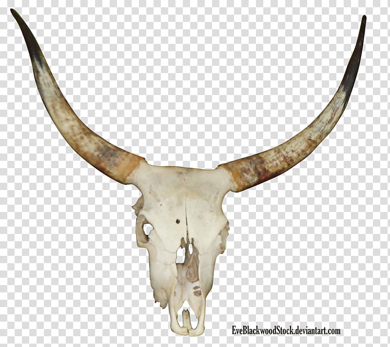 bovine skull, white and black animal skull transparent background PNG clipart