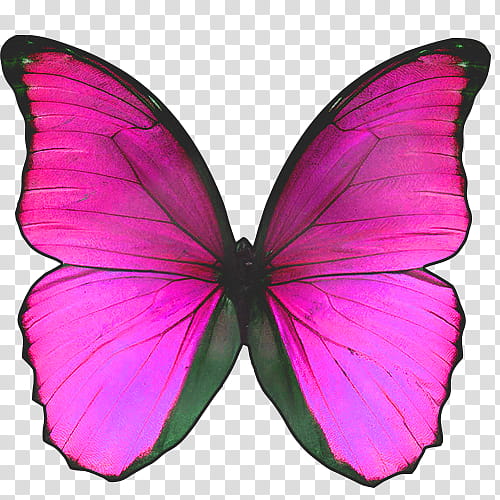 pink and black butterfly clipart png