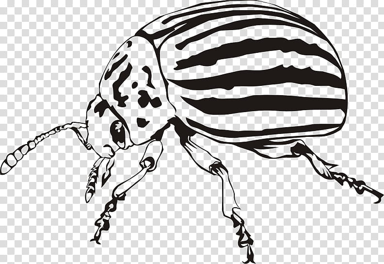 Potato, Beetle, Colorado Potato Beetle, Rhinoceros Beetles, Ladybird Beetle, Lucanus Ibericus, Ground Beetle, Weevil transparent background PNG clipart