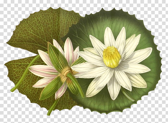 Drawing Of Family, Nymphaea Lotus, Nymphaea Nelumbo, Alamy, Poster, Water Lily, Flower, Petal transparent background PNG clipart