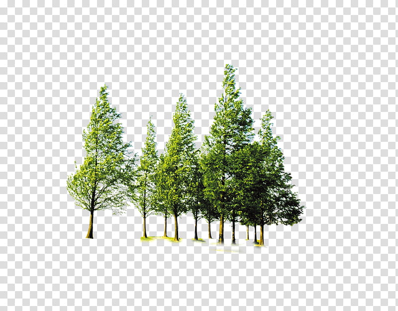 Family Tree, Forest Tree, Fruit Tree, Branch, Forestry, Lodgepole Pine, Green, Plant transparent background PNG clipart
