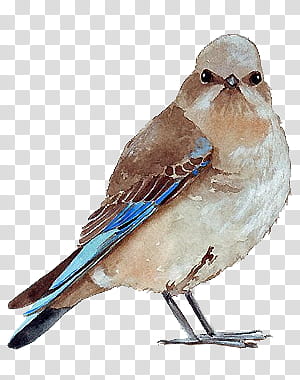 Birds s, brown and blue bird graphic screenshot transparent background PNG clipart