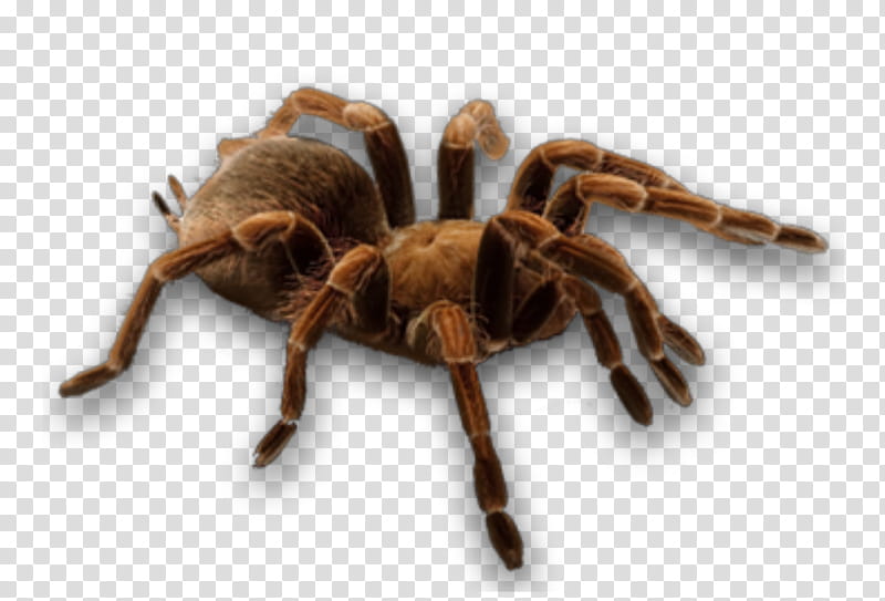 Aranha made in PicsArt transparent background PNG clipart