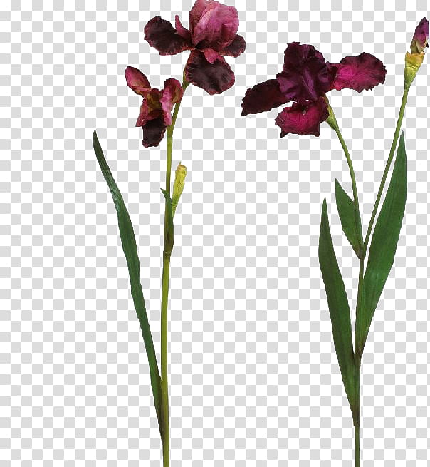 Flower Stem, Purple, Plant Stem, Iris, Iris Family, Seed Plant, Magenta, Petal transparent background PNG clipart