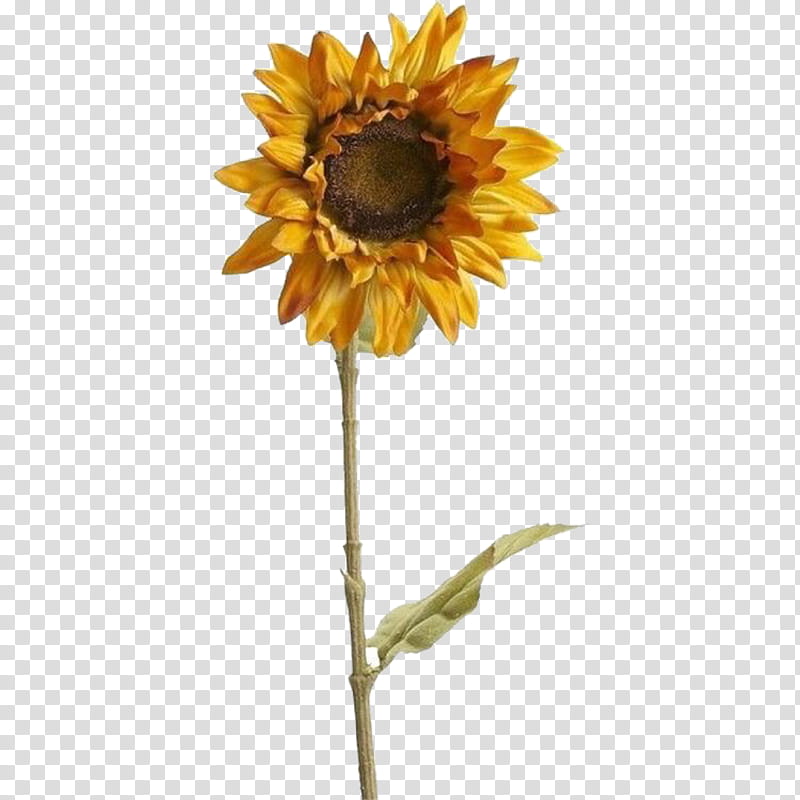 Flowers Mood Board Aesthetics Collage Sunflower Sunflowers