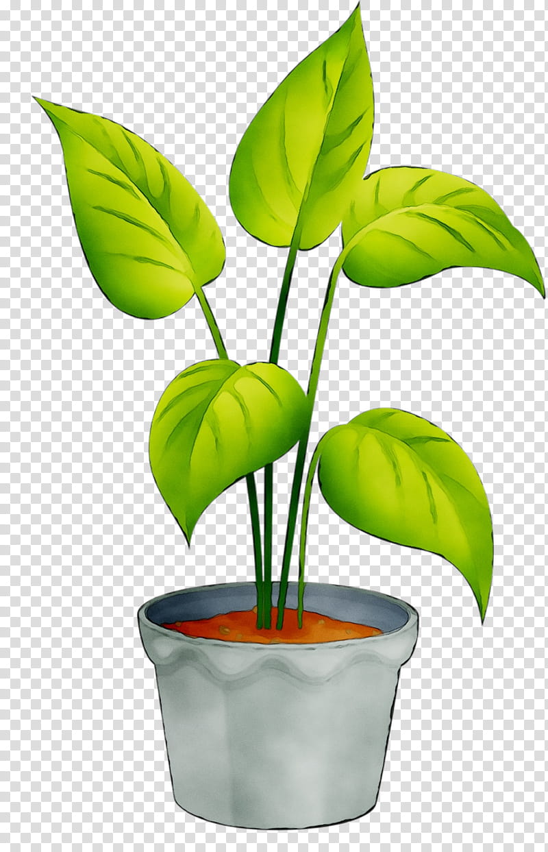 Plants, Leaf, Flowerpot, Plant Stem, Houseplant, Anthurium, Nepenthes, Alismatales transparent background PNG clipart