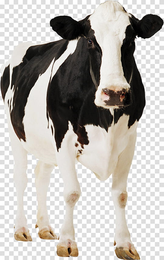 Cow, Holstein Friesian Cattle, Gyr Cattle, Calf, Sahiwal Cattle, Dairy Cattle, Live, Deoni Cattle transparent background PNG clipart