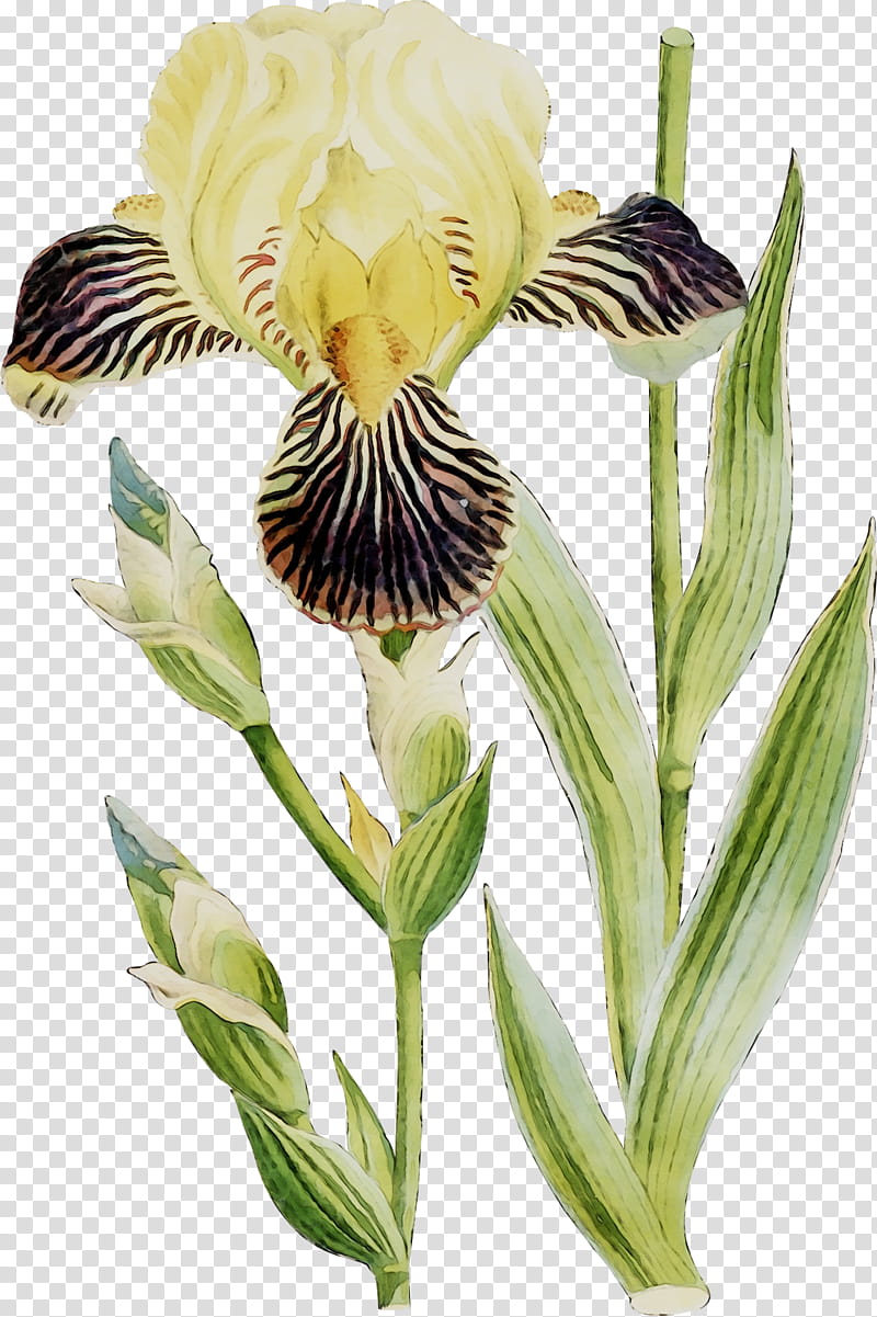 Lily Flower, Orris Root, Lily Of The Incas, Plant Stem, Plants, Iris, Yellow Iris, Iris Family transparent background PNG clipart