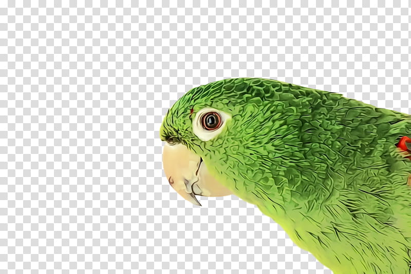 Lovebird, Watercolor, Paint, Wet Ink, Parrot, Green, Parakeet, Beak transparent background PNG clipart