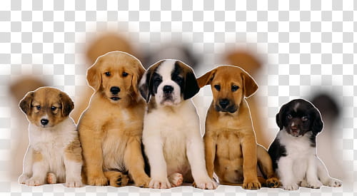five short-coated puppies transparent background PNG clipart