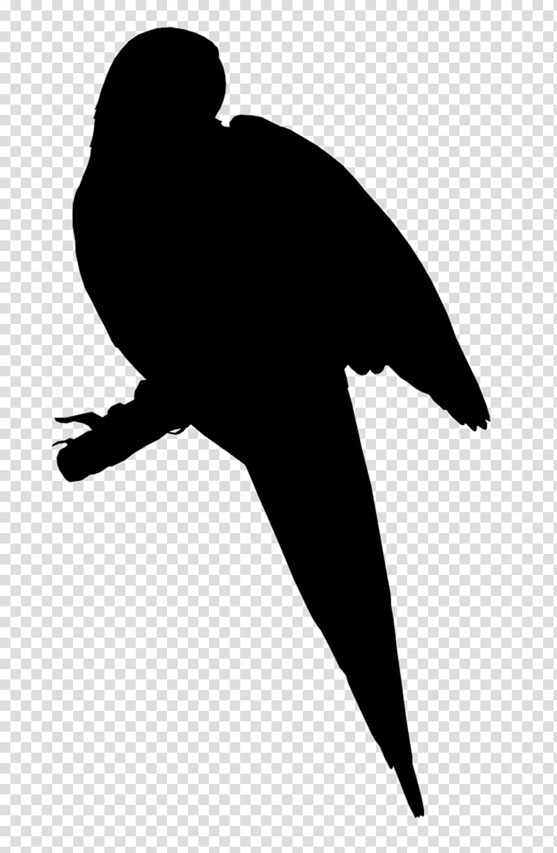 Bird Silhouette, Beak, Water Bird, Falconiformes, Wing transparent background PNG clipart