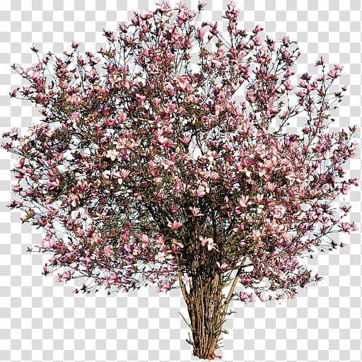 Autumn Tree Branch, Actor, Cherry Blossom, 2018, Bigleaf Maple, Japanese Maple, Plants, Shrub transparent background PNG clipart