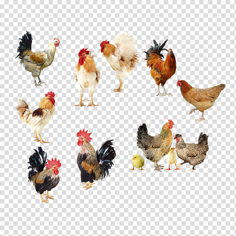 Fried Chicken, Broiler, Egg, Buffalo Wing, Chicken As Food, Poultry, Roast Chicken, Domestic Goose transparent background PNG clipart