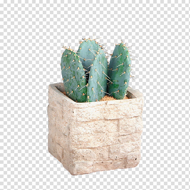 Cactus, Opuntia Monacantha, Flowerpot, Cartoon, Penjing, Hovenia, Plant, Caryophyllales transparent background PNG clipart