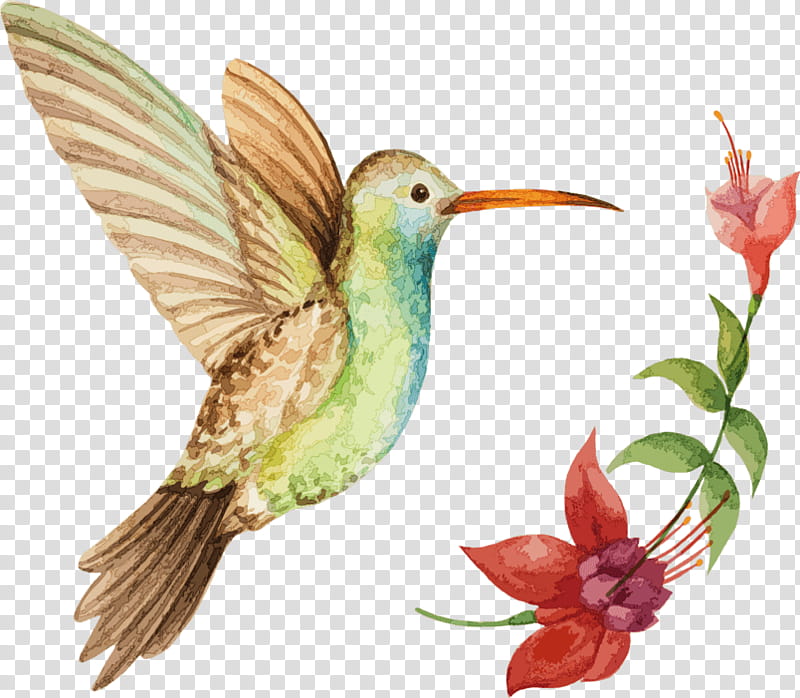 Watercolor Plant, Hummingbird, Broadbilled Hummingbird, Watercolor Painting, Rufous Hummingbird, Beak, Coraciiformes, Wing transparent background PNG clipart