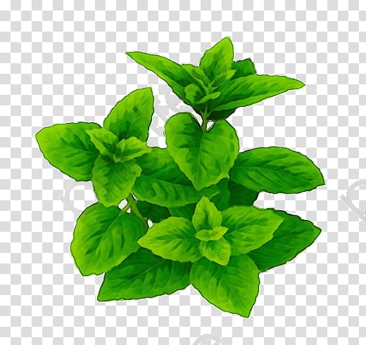 leaf plant flower herb flowering plant, Watercolor, Paint, Wet Ink, Basil, Lemon Basil, Ocimum, Fines Herbes transparent background PNG clipart