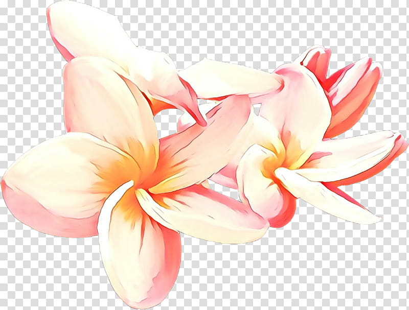 petal flower frangipani pink plant, Cartoon, Watercolor Paint, Crinum, Pedicel transparent background PNG clipart