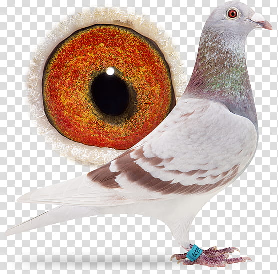 Dove Bird, Pigeons And Doves, Homing Pigeon, Racing Homer, Beak, Sangers Pigeons Bv, Pigeon Racing, Pigeon Keeping transparent background PNG clipart