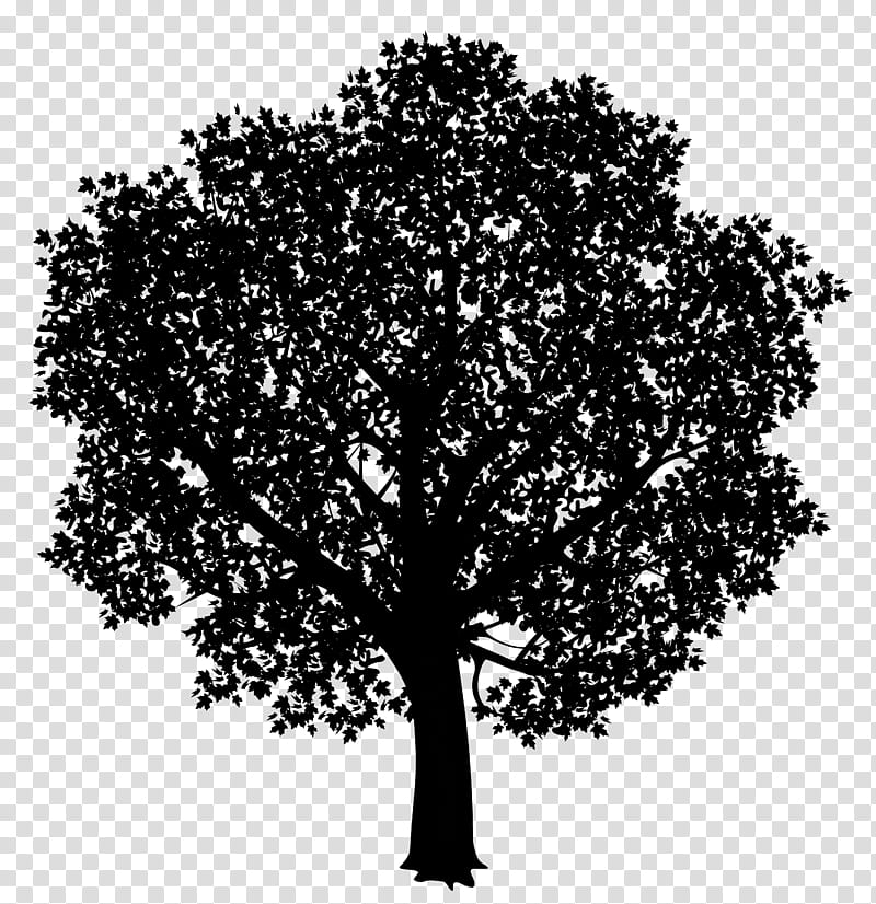 Oak Tree Leaf, Morning, Good, Wish, Happiness, Night, God, Sunday transparent background PNG clipart