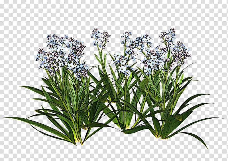 Rosemary, Flower, Plant, Grass, Shrub, Herb, Perennial Plant transparent background PNG clipart