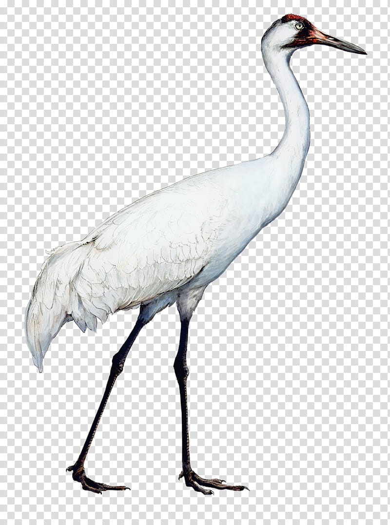 Crane Bird, Beak, Stork, Water Bird, Wader, Fujian White Crane, Neck, Feather transparent background PNG clipart