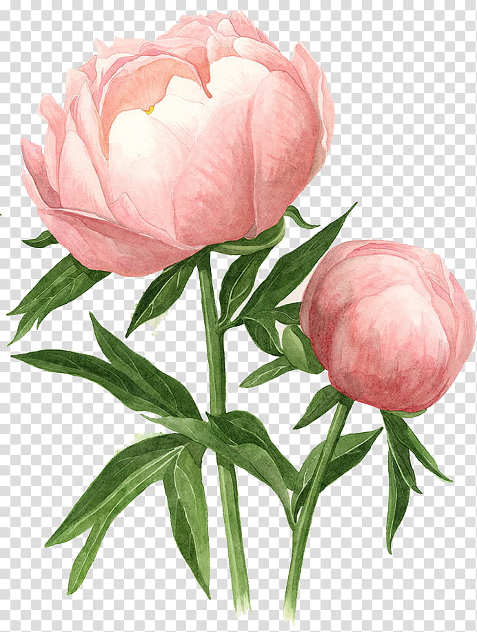 Watercolor Pink Flowers, Moutan Peony, Chinese Peony, Watercolor Painting, Drawing, Garden, Abalone, Paeoniaceae transparent background PNG clipart