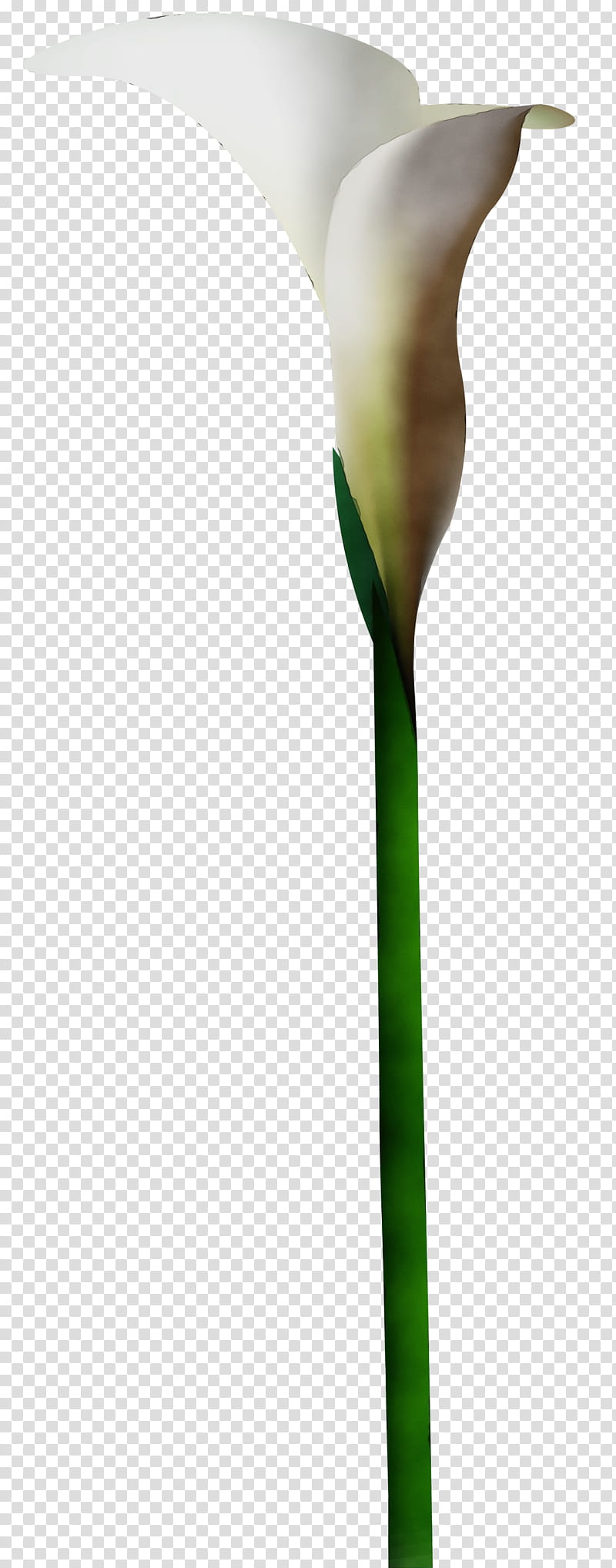 green plant stem flower plant leaf, Watercolor, Paint, Wet Ink, Bud, Tulip, Arum Family transparent background PNG clipart