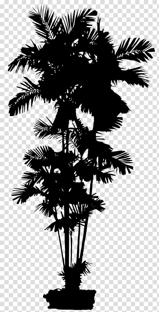 Palm Tree Silhouette, Asian Palmyra Palm, Date Palm, Leaf, Palm Trees, Houseplant, Borassus, Arecales transparent background PNG clipart