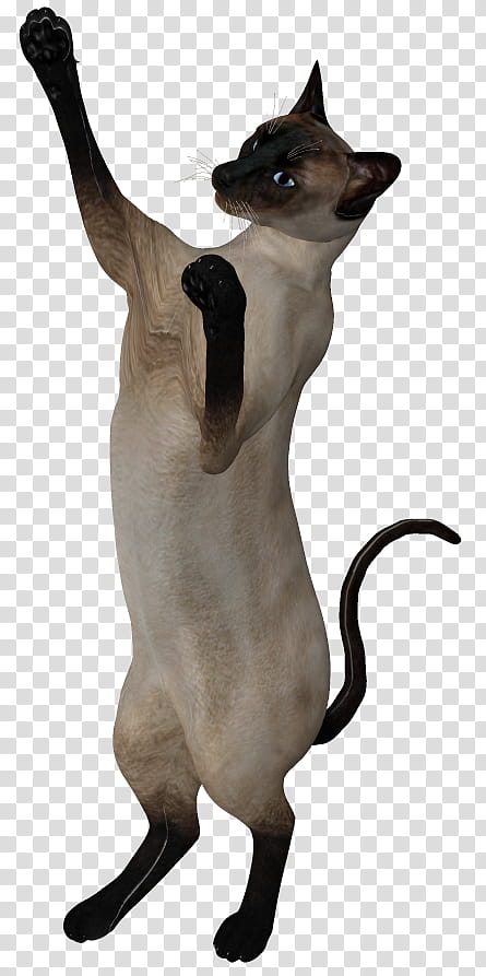 Siamese , Siamese cat transparent background PNG clipart