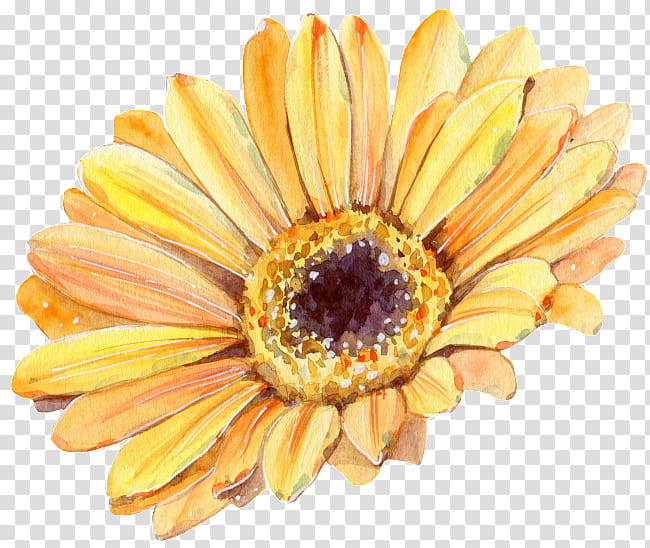 Flowers, Watercolor Painting, Motif, Yellow, Gerbera, Daisy Family, Petal, Cut Flowers transparent background PNG clipart