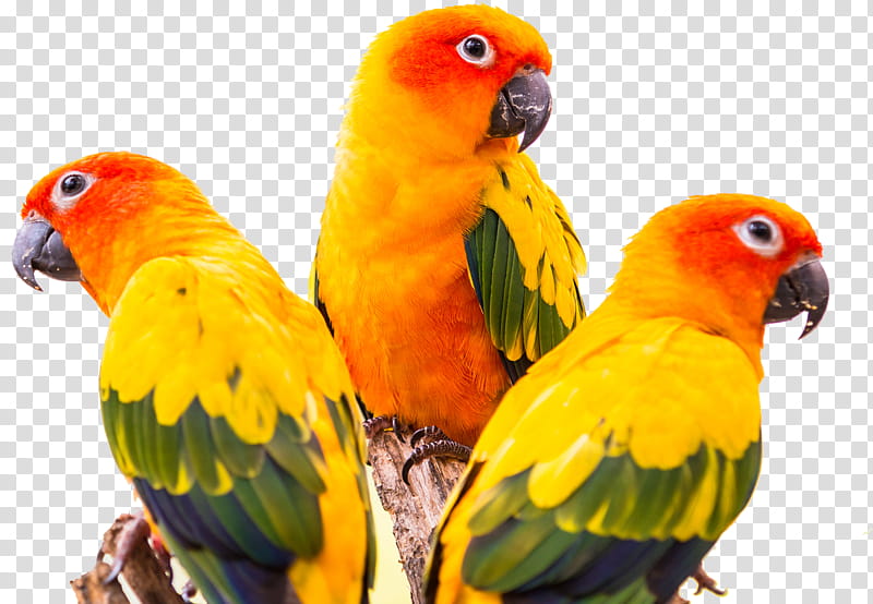 Sun, Parrot, Bird, Sun Conure, Parakeet, , Jandaya Parakeet, Pet transparent background PNG clipart