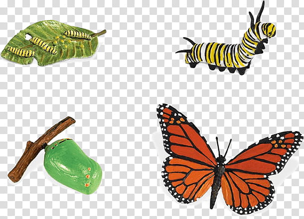 Monarch Butterfly, Biological Life Cycle, Safari Ltd, Life Cycle Of A, Caterpillar, Viceroy, Insect, Biology transparent background PNG clipart