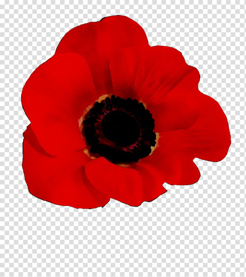 Poppy Flower, World War I, Red, Petal, Plant, Poppy Family, Coquelicot, Anemone transparent background PNG clipart